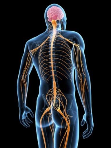 Chiropractic Care - Neuromuscular systems